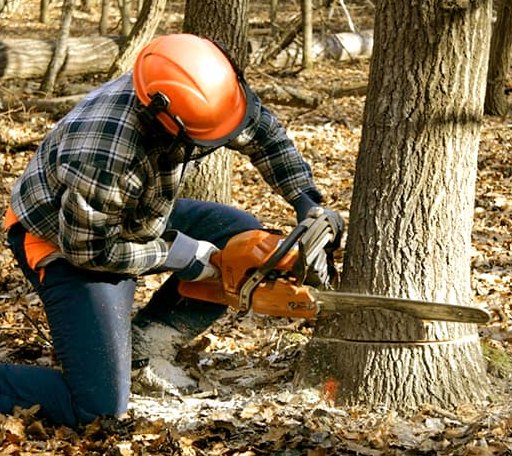 Tree Removal in Pleasant Lake, MI